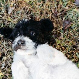 Double Doodle and Labradoodle Puppies from Delightfully Double Doodles