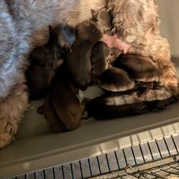 Woody - Liver male Yorkshire Terrier puppy in Dallas, Texas from JBzPawz