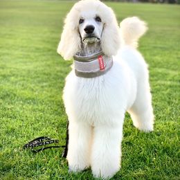 Poodle Puppies from Stone Run Standard Poodles