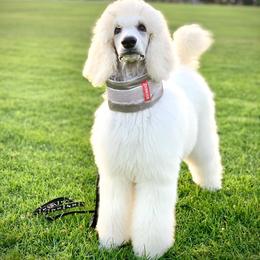 Poodle Puppies from Stone Run Standard Poodles