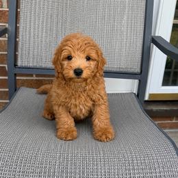 Freddie - Apricot male Goldendoodle puppy in Swartz Creek, Michigan from Michigan Doodles