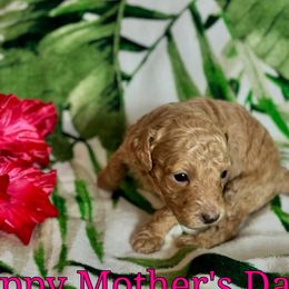 Dreamy - Cream female Cavapoo puppy in Atlantic County, New Jersey from Sweet Doodles and Poos