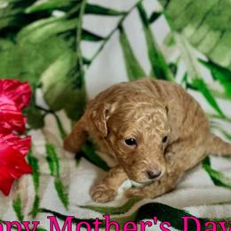 Dreamy - Cream female Cavapoo puppy in Atlantic County, New Jersey from Sweet Doodles and Poos