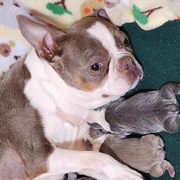 Nani - Boston Terrier