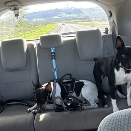 Rat Terrier Puppies from Haiku Rat Terriers