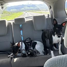 Rat Terrier Puppies from Haiku Rat Terriers