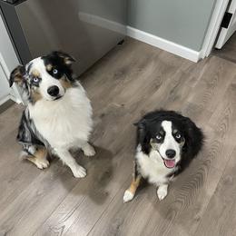 Miniature Australian Shepherd puppies from Kennedy Farms