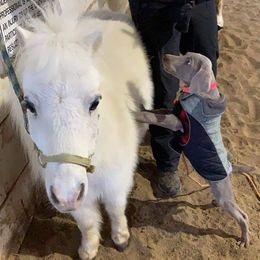 German Shorthaired Pointer and Weimaraner Puppies from SilverBay GunDogs