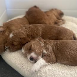 Goldendoodle Puppies from Graystone Doodles