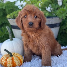 Levi - Red  male Goldendoodle puppy in Oxford, Pennsylvania from FriendlyPals
