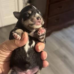 Girl 1 - Black Miniature Schnauzer puppy in New Bern, North Carolina from DJS Delightful Miniature Schnauzers