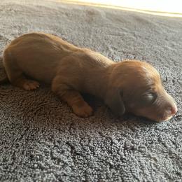 Red - Red male Dachshund puppy in Brave, Pennsylvania from Maple Moon Mini Dachshunds