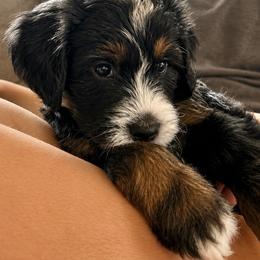 Pearl Jam - Tri-color female Bernedoodle puppy in Little Rock, Arkansas from Darlin’s Doodles