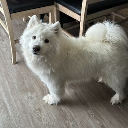 Samoyed All Grown Up from Marissa Wheeler