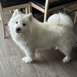 Samoyed All Grown Up from Marissa Wheeler