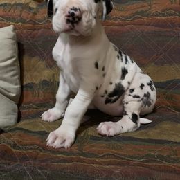 Chanel - Great Dane puppy from Quarter Creek Danes