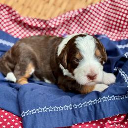 Purple - Tri-color female Bernedoodle puppy in Hesperia, Michigan from Red Acres Poodles & Doodles