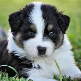 Australian Shepherd Puppies from Dovehawk Australian Shepherds