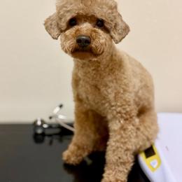 Coconut - Red  male Poodle puppy in Salem, Oregon from Lavish Poodles