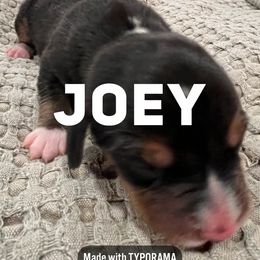 Beagle Puppies from Double X Beagles