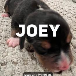 Beagle Puppies from Double X Beagles