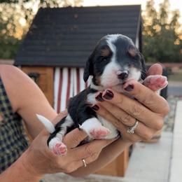 Rex - Tri-color male Bernedoodle puppy in Yuba City, California from Ranch House Doodles