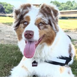 Grady - Red merle female Australian Shepherd puppy in Sudbury, Massachusetts from Wild Atlantic  Aussies