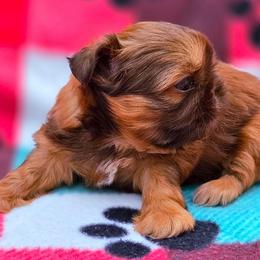 Palmer she's 3450 - Red female Shih Tzu puppy in Richmond, Texas from Aleka Shih Tzu
