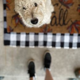 Bernedoodle Puppies from Bruce and Emma Doodles