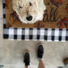 Bernedoodle Puppies from Bruce and Emma Doodles