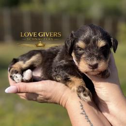 AKC Liver and Tan-Red Boy - Liver male Miniature Schnauzer puppy in Lake Placid, Florida from Love Giver Schnauzers
