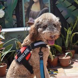 Goldendoodle and Poodle All Grown Up from Rolling Oak Doodles
