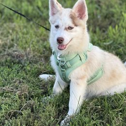 Ella - Merle female Pomsky puppy in Lewiston, Minnesota from Family Pomsky