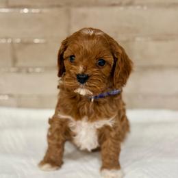 Bashful - Red male Cavapoo puppy in Preston, Idaho from Shaffer Top Notch Puppies