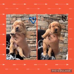 Blue Collar Male - Yellow male Labrador Retriever puppy in Kissimmee, Florida from SunState Labs