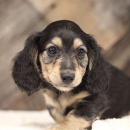 Yogi - Black and cream male Dachshund puppy in Alto, Texas from Prima Dachshunds