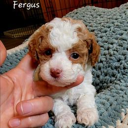 Fergus - Parti male Poodle puppy in Montrose, Pennsylvania from Tales Of Joy