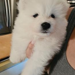 Yellow - White male Samoyed puppy in San Antonio, Texas from Hill Country Samoyeds