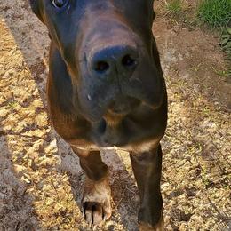 Great Danes from Weeping willow Danes