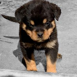 Neon Green girl - Black and mahogany female Rottweiler puppy in Cartersville, Virginia from Vom Heldenhaft Rottweilers