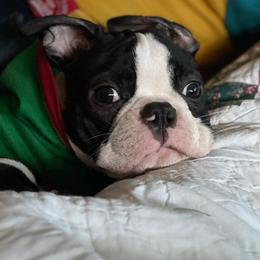 Boston Terrier Puppies from I Love Pups