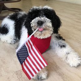 Portuguese Water Dogs from Cold Harbor Kennel