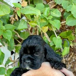 Black boy - Black male Cocker Spaniel puppy in Oregon from Doc's Cockers