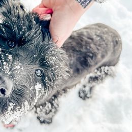 London (yellow) - Black Giant Schnauzer puppy in Harrisville, Utah from Diamond in the Ruff