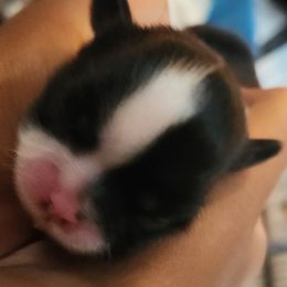 Freddie - Black and white female Shih Tzu puppy in Kernersville, North Carolina from SweetTee's Shih Tzus LLC