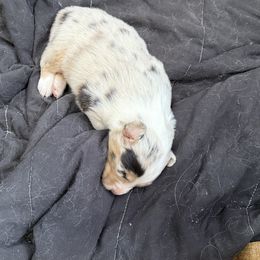 Jewel - Blue merle female Australian Shepherd puppy in Brownfield, Maine from Misty Feather Aussies