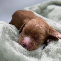 Yuzu pink female - Red female Cocker Spaniel puppy in Howe, Indiana from A&J Kennel