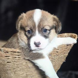 Girl 1 - Red female Pembroke Welsh Corgi puppy in Gig Harbor, Washington from Pacific Northwest Pembroke Welsh Corgis
