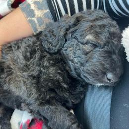 Cocoa - Sable male Poodle puppy in Athens, Georgia from Alexander’s Standard Poodles