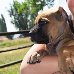 Red Male - Fawn male Cane Corso puppy in Emmett, Idaho from NorthWood’s Cane Corso